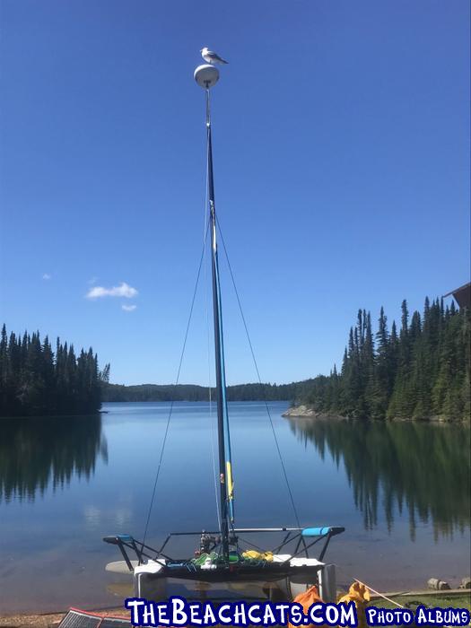 Gull on mast