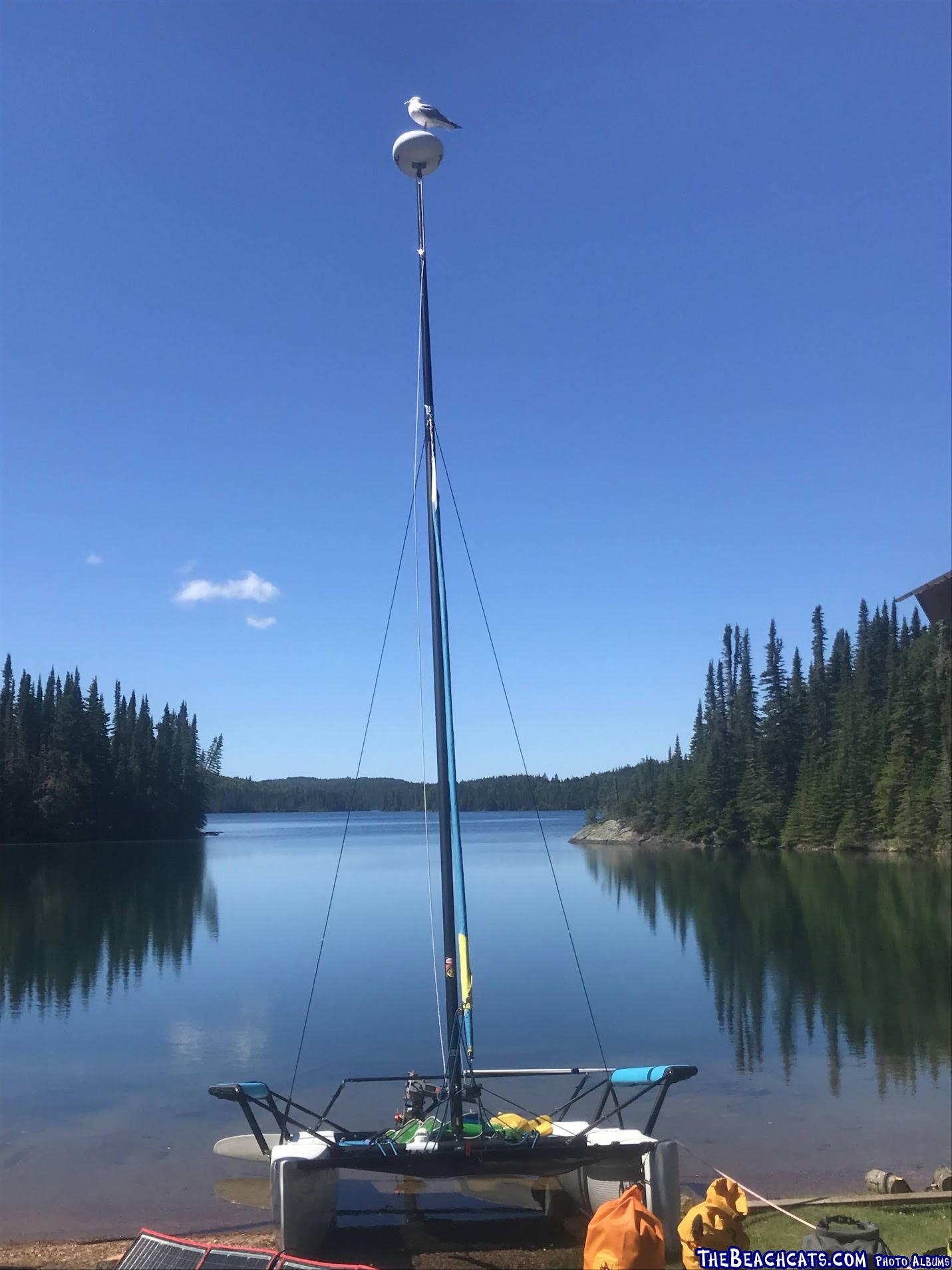 Gull on mast