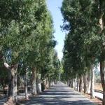 Colymbia_1