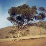 Tree-swing and table on Catalina's Isthmus