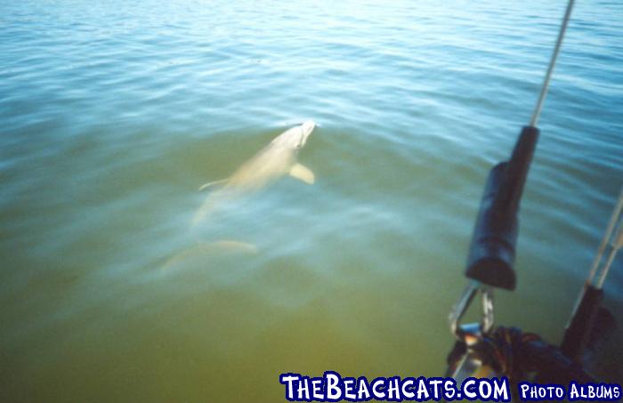 DOLPHIN at Cape Canaveral 2003