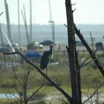 Big bird watches the action