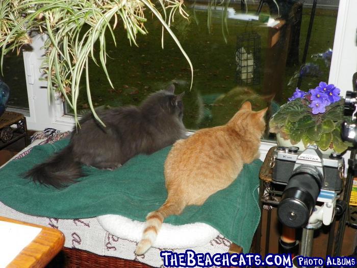 Smokey & Charlie~~AA 008