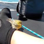 goldfinch_resting