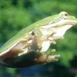 2004-07-04 Frog (2)
