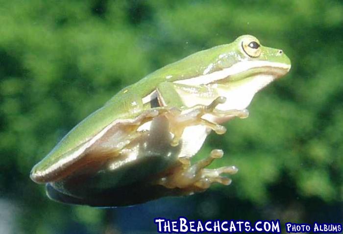 2004-07-04 Frog (2)