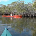 Kayaking in the Mangrove channels in John Pennykamp State Park