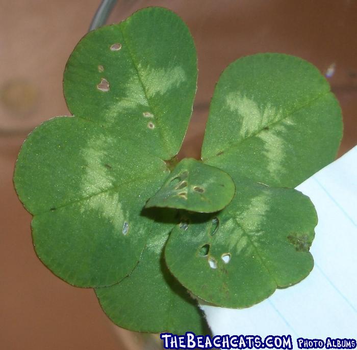 6 leaf clover for extra luck!