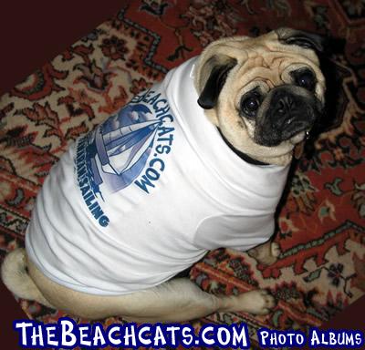 A True Beachcat Dog! Don't hate me because I am beautiful!
