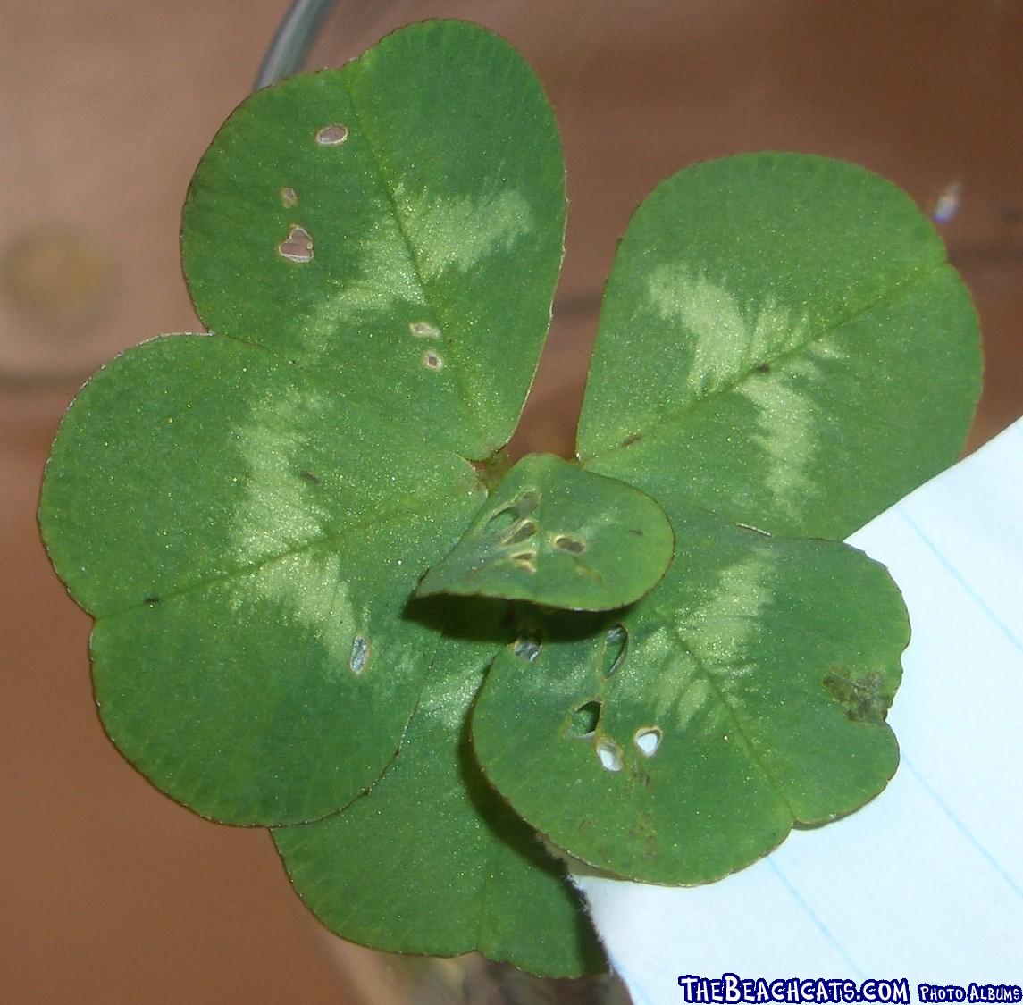 6 leaf clover for extra luck!