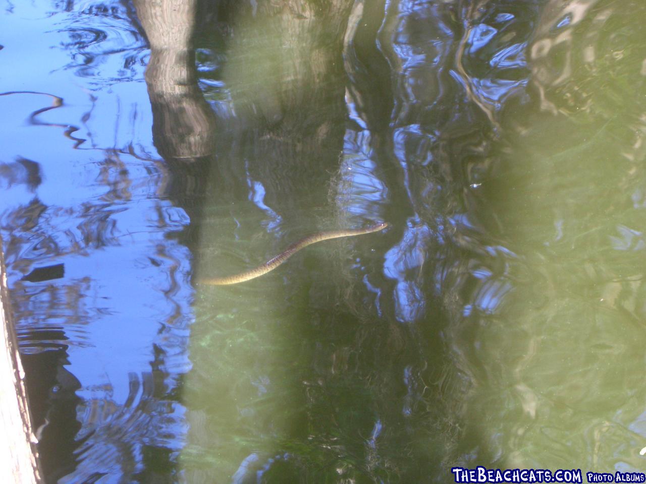 Moccasin or Banded Water Snake?